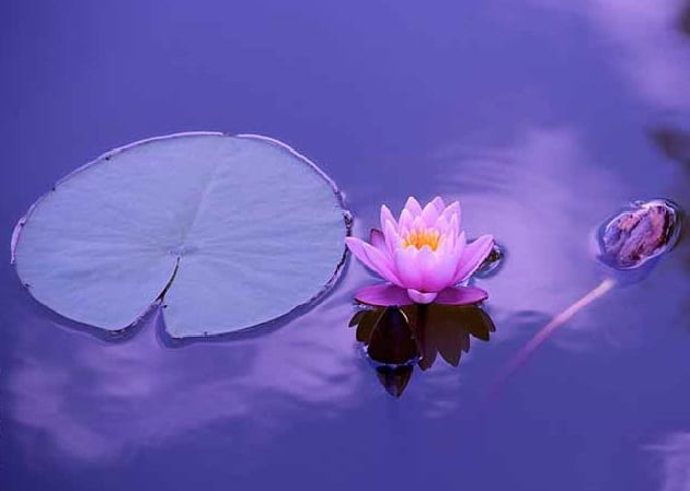 Las mejores 21 ideas de Flor de loto dibujo  flor de loto dibujo, flor de  loto, flor de lotto