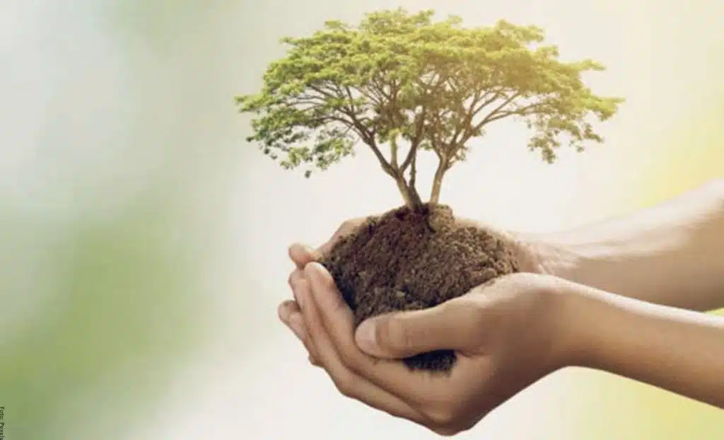 Significado del árbol de la vida